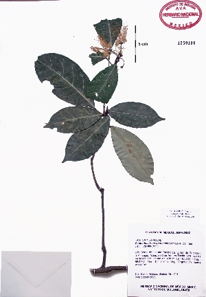  (Capparidastrum tuxtlensis - Velasco714)  @11 [ ] Copyright  K. Hernandez y P. Mendoza 2010 Unspecified