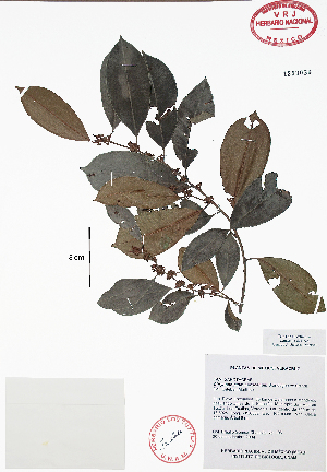  (Chrysophyllum mexicanum - Gomez106)  @11 [ ] Copyright (2010) Unspecified Universidad Nacional Autonoma de Mexico, Instituto de Biologia