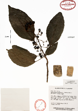  (Dendropanax arboreus - Gomez97)  @11 [ ] Copyright (2010) Unspecified Universidad Nacional Autonoma de Mexico, Instituto de Biologia