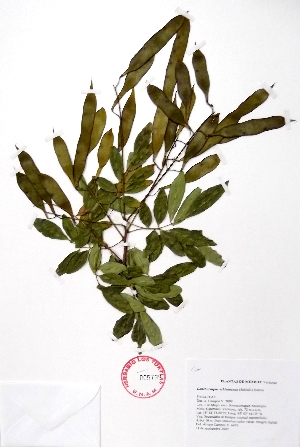  (Lonchocarpus schiedeanus - Campos6476)  @11 [ ] CreativeCommons - Attribution Non-Commercial Share-Alike (2013) Ismari Ramirez Instituto de Biologia UNAM
