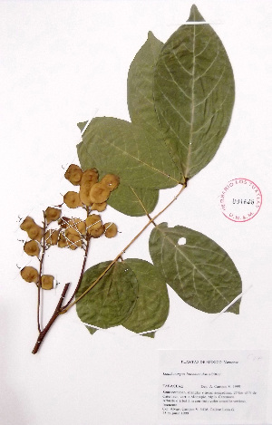  (Lonchocarpus luteomaculatus - Campos5436)  @11 [ ] CreativeCommons - Attribution Non-Commercial Share-Alike (2013) Ismari Ramirez Instituto de Biologia UNAM