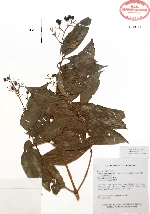 (Palicourea padifolia - Velasco663)  @11 [ ] Copyright  K. Hernandez y P. Mendoza 2010 Unspecified