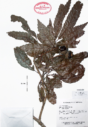  (Quercus corrugata - Velasco690)  @11 [ ] Copyright  K. Hernandez y P. Mendoza 2010 Unspecified