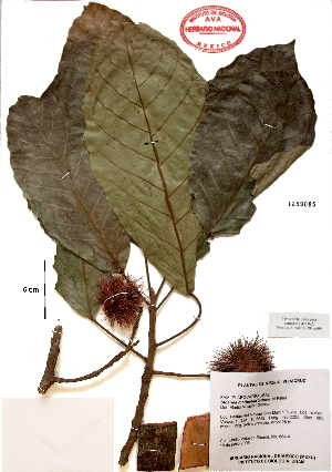  (Sloanea medusula - Velasco684A)  @11 [ ] Copyright  K. Hernandez y P. Mendoza 2010 Unspecified
