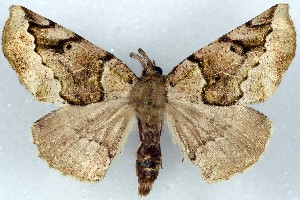  ( - CNIN-GEO-00040)  @11 [ ] No Rights Reserved (2022) Tanner A. Matson Colección Nacional de Insectos de México