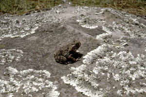  ( - MXHER004)  @11 [ ] Copyright (2010) Copyright Museo de Zoologa 
