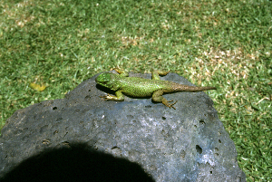  (Sceloporus formosus - MXHER090)  @11 [ ] Copyright (2010) Copyright Museo de Zoologa 