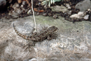  (Sceloporus grammicus - MXHER091)  @12 [ ] Copyright (2010) Copyright Museo de Zoologa 