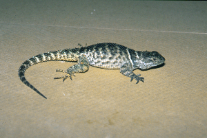  (Sceloporus mucronatus - MXHER100)  @14 [ ] Copyright (2010) Copyright Museo de Zoologa 
