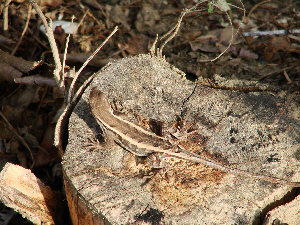  (Sceloporus siniferus - MXHER463)  @11 [ ] Copyright (2010) Andres Alberto Mendoza Hernandez Universidad Nacional Autonoma de Mexico, Facultad de Ciencias