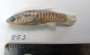  (Fundulus sp. 1 - MXIII553)  @14 [ ] Unspecified (default): All Rights Reserved  Carolina Quintal Unspecified