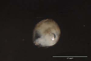  ( - CH856-H01)  @11 [ ] CreativeCommons  Attribution Non-Commercial Share-Alike (2015) Manuel El&iacute;as Guti&eacute;rrez El Colegio de la Frontera Sur