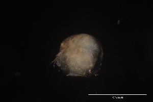  ( - CH856-H11)  @11 [ ] CreativeCommons  Attribution Non-Commercial Share-Alike (2015) Manuel El&iacute;as Guti&eacute;rrez El Colegio de la Frontera Sur