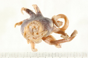  ( - HLC-23964)  @12 [ ] CreativeCommons - Attribution (2008) CBG Photography Group Centre for Biodiversity Genomics