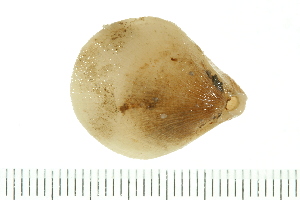  (Laqueus vancouveriensis - HLC-23974)  @11 [ ] CreativeCommons - Attribution (2008) CBG Photography Group Centre for Biodiversity Genomics
