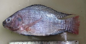  (Oreochromis niloticus - MXV524.1)  @13 [ ] Unspecified (default): All Rights Reserved  Unspecified Unspecified