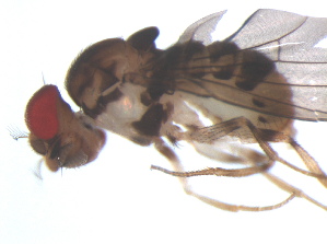  (Hirtodrosophila H010 - MYCBR119)  @13 [ ] No Rights Reserved  Unspecified Unspecified