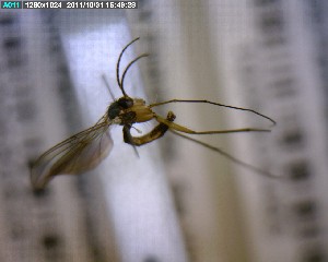  ( - FinMyc227)  @12 [ ] Unspecified (default): All Rights Reserved (2011) Unspecified NHMO