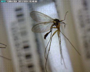  ( - FinMyc228)  @12 [ ] Unspecified (default): All Rights Reserved (2011) Unspecified NHMO