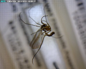  ( - FinMyc229)  @12 [ ] Unspecified (default): All Rights Reserved (2011) Unspecified NHMO