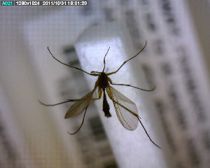  ( - FinMyc237)  @12 [ ] Unspecified (default): All Rights Reserved (2011) Unspecified NHMO
