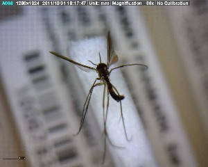  ( - FinMyc252)  @12 [ ] Unspecified (default): All Rights Reserved (2011) Unspecified NHMO