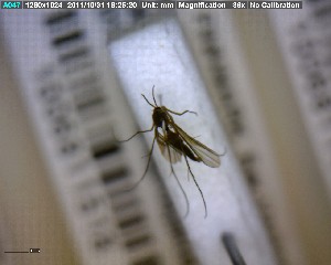  (Exechia parvula - FinMyc263)  @12 [ ] Unspecified (default): All Rights Reserved (2011) Unspecified NHMO