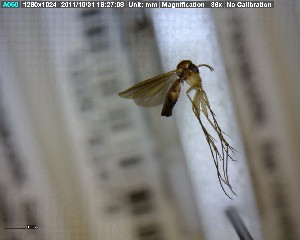  ( - FinMyc266)  @12 [ ] Unspecified (default): All Rights Reserved (2011) Unspecified NHMO