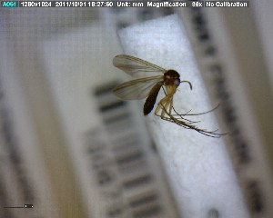  ( - FinMyc267)  @12 [ ] Unspecified (default): All Rights Reserved (2011) Unspecified NHMO