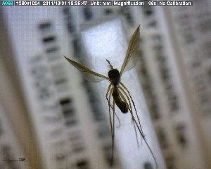  ( - FinMyc274)  @12 [ ] Unspecified (default): All Rights Reserved (2011) Unspecified NHMO