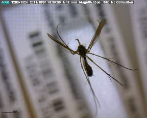  ( - FinMyc275)  @12 [ ] Unspecified (default): All Rights Reserved (2011) Unspecified NHMO