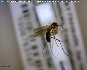  ( - FinMyc277)  @12 [ ] Unspecified (default): All Rights Reserved (2011) Unspecified NHMO