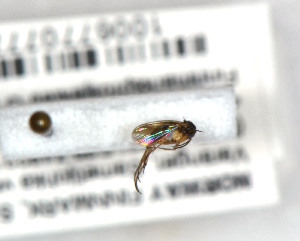  ( - FinMyc338)  @12 [ ] Unspecified (default): All Rights Reserved (2011) Unspecified NHMO
