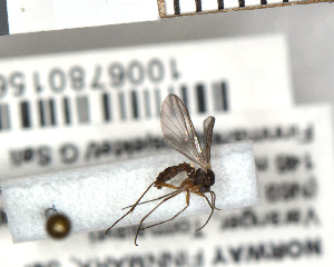 (Syntemna penicilla - FinMyc359)  @12 [ ] Unspecified (default): All Rights Reserved (2011) Unspecified NHMO