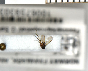 (Sceptonia fumipes_JKJ-06 - FinMyc371)  @12 [ ] Unspecified (default): All Rights Reserved (2011) Unspecified NHMO