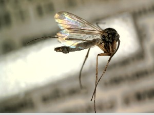  ( - FinMyc426)  @12 [ ] Unspecified (default): All Rights Reserved (2012) Unspecified NHMO