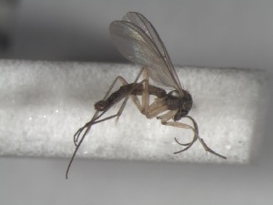  ( - FinMyc134)  @12 [ ] Unspecified (default): All Rights Reserved (2011) Unspecified NHMO
