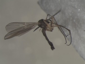  ( - FinMyc135)  @12 [ ] Unspecified (default): All Rights Reserved (2011) Unspecified NHMO