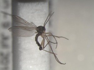  ( - FinMyc138)  @12 [ ] Unspecified (default): All Rights Reserved (2011) Unspecified NHMO