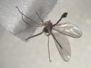 ( - FinMyc153)  @12 [ ] Unspecified (default): All Rights Reserved (2011) Unspecified NHMO