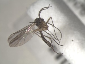  ( - FinMyc154)  @12 [ ] Unspecified (default): All Rights Reserved (2011) Unspecified NHMO
