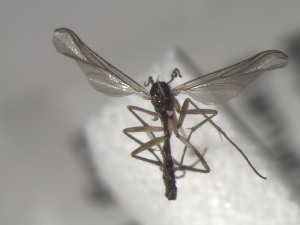  ( - FinMyc159)  @12 [ ] Unspecified (default): All Rights Reserved (2011) Unspecified NHMO