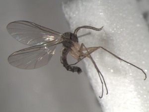  ( - FinMyc161)  @12 [ ] Unspecified (default): All Rights Reserved (2011) Unspecified NHMO