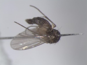  (Phronia disgrega - FinMyc187)  @12 [ ] Unspecified (default): All Rights Reserved (2011) Unspecified NHMO