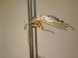  ( - GreenMyc001)  @12 [ ] Unspecified (default): All Rights Reserved (2012) Unspecified NHMO