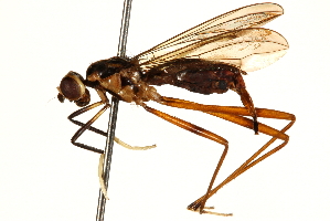  (Nudopeza tapanti - UGIC211-15)  @11 [ ] CreativeCommons - Attribution (2015) CBG Photography Group Centre for Biodiversity Genomics