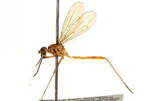  (Nudopeza yungasensis - UGIC212-15)  @11 [ ] CreativeCommons - Attribution (2015) CBG Photography Group Centre for Biodiversity Genomics