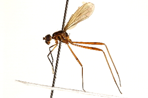  (Nudopeza mephitis - UGIC213-15)  @11 [ ] CreativeCommons - Attribution (2015) CBG Photography Group Centre for Biodiversity Genomics
