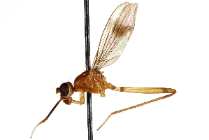  (Nudopeza duplitheca - UGIC222-15)  @11 [ ] CreativeCommons - Attribution (2015) CBG Photography Group Centre for Biodiversity Genomics