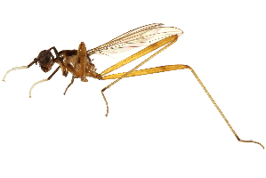  (Nudopeza cura - UGIC242-15)  @11 [ ] CreativeCommons - Attribution (2015) CBG Photography Group Centre for Biodiversity Genomics
